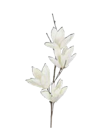 ramo fiori bianchi magnolia